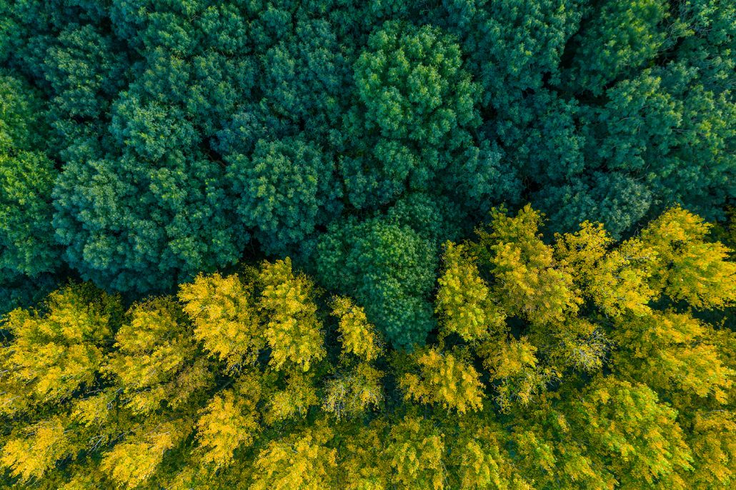 Drone picture of woods